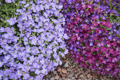 400 RAINBOW ROCKCRESS Rock Cress Large Flowered Aubrieta Cultorum Flower Seeds