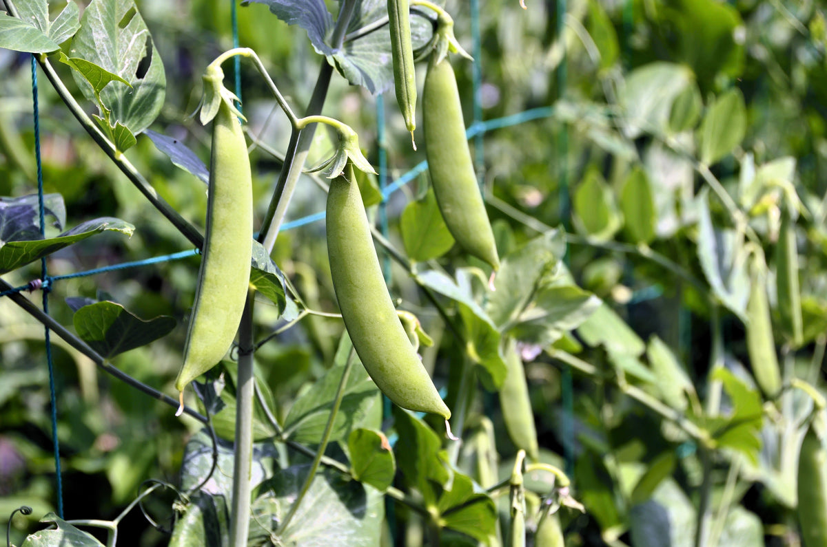 50 Super SUGAR SNAP PEA Pisum Sativum Macrocarpon Vegetable Seeds