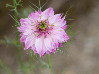 500 LOVE In A MIST PERSIAN Jewels Mixed Colors (Fennel Flower) Nigella Damascena Flower Seeds