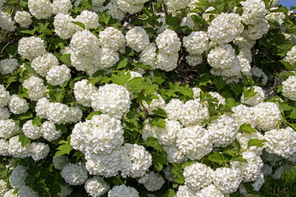 30 EUROPEAN CRANBERRY / SNOWBALL Tree Guelder Rose Viburnum Opulus Red Fruit White Flower Seeds