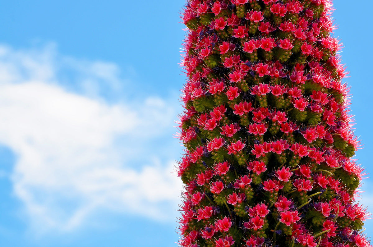 25 TOWER OF JEWELS Red Bugloss Echium Wildpretii Ruby Hummingbird Flower Seeds