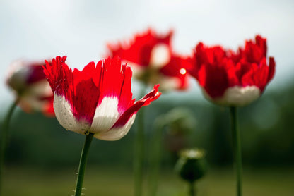 500 DANISH FLAG POPPY Red & White Queens Poppy Papaver Somniferum Danebrog Flower Seeds