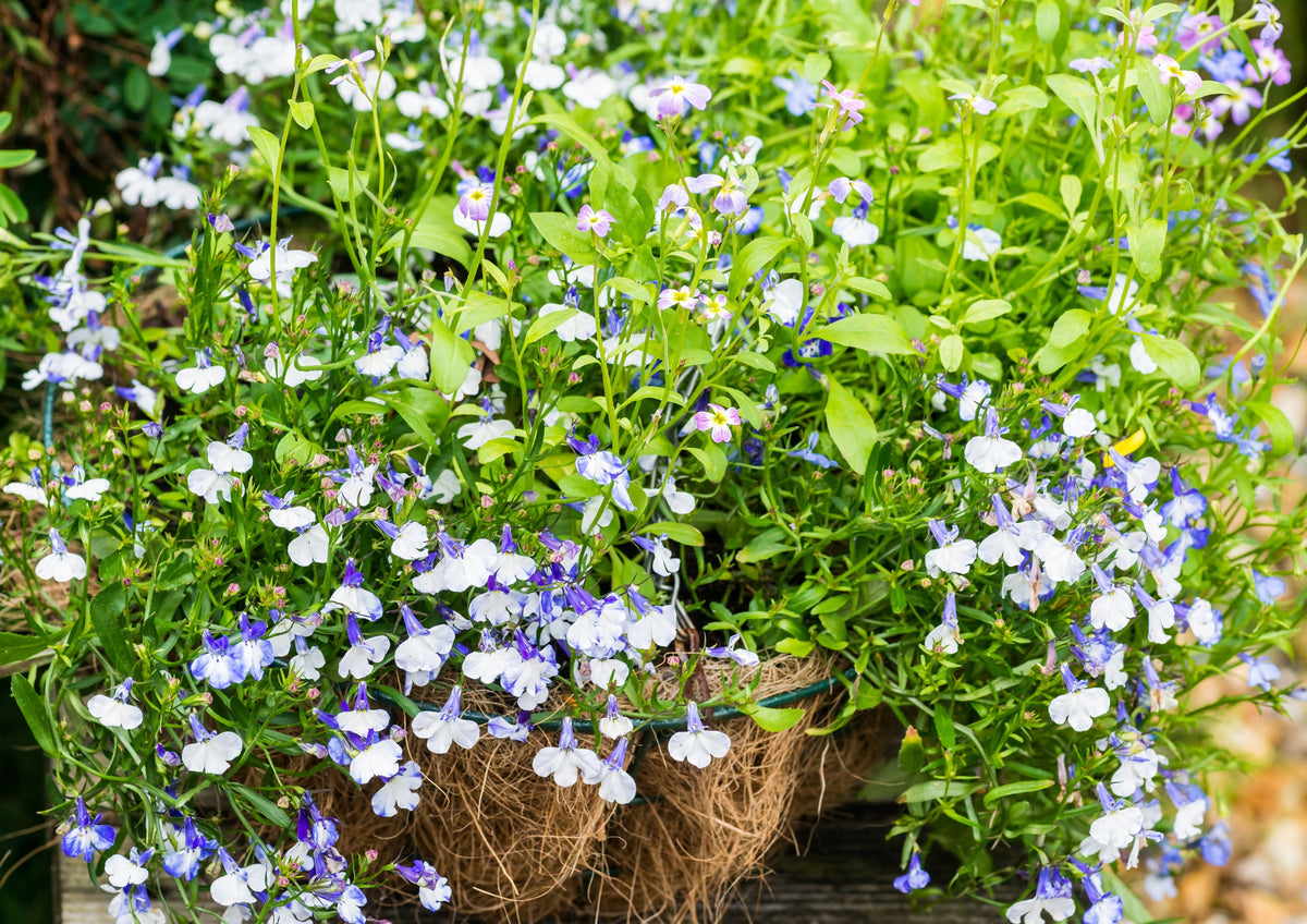 200 BLUE SPLASH LOBELIA Regatta Blue & White Erinus Flower Seeds