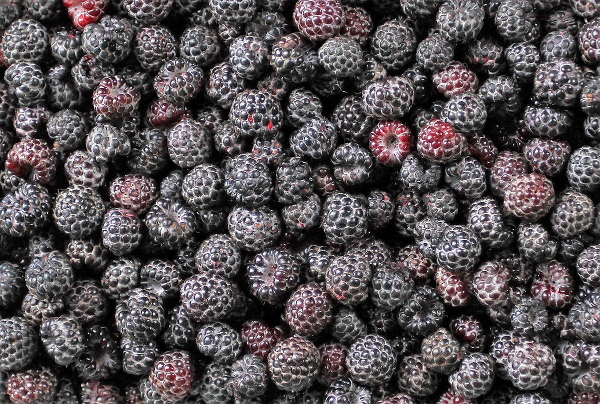 50 BLACK RASPBERRY Rubus Leucodermis Fruit Bush Vine Seeds
