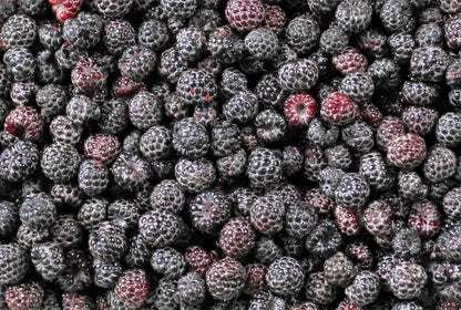 50 BLACK RASPBERRY Rubus Leucodermis Fruit Bush Vine Seeds