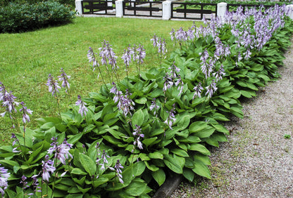 10 HOSTA ELEGANS Shade Lover Flower Seeds