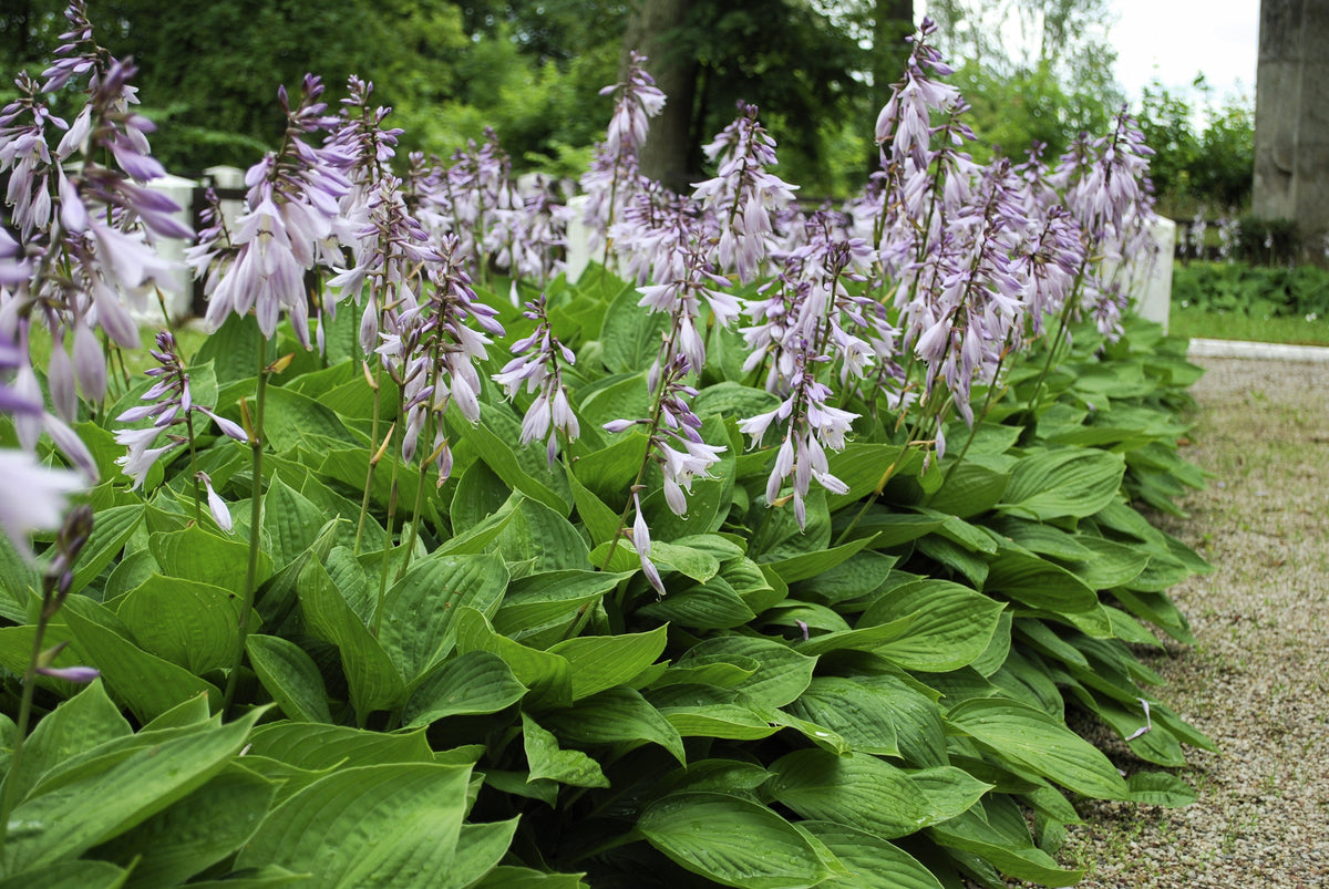 10 HOSTA ELEGANS Shade Lover Flower Seeds