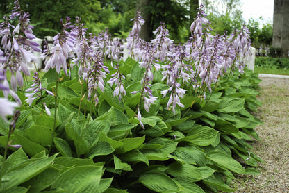 10 HOSTA ELEGANS Shade Lover Flower Seeds