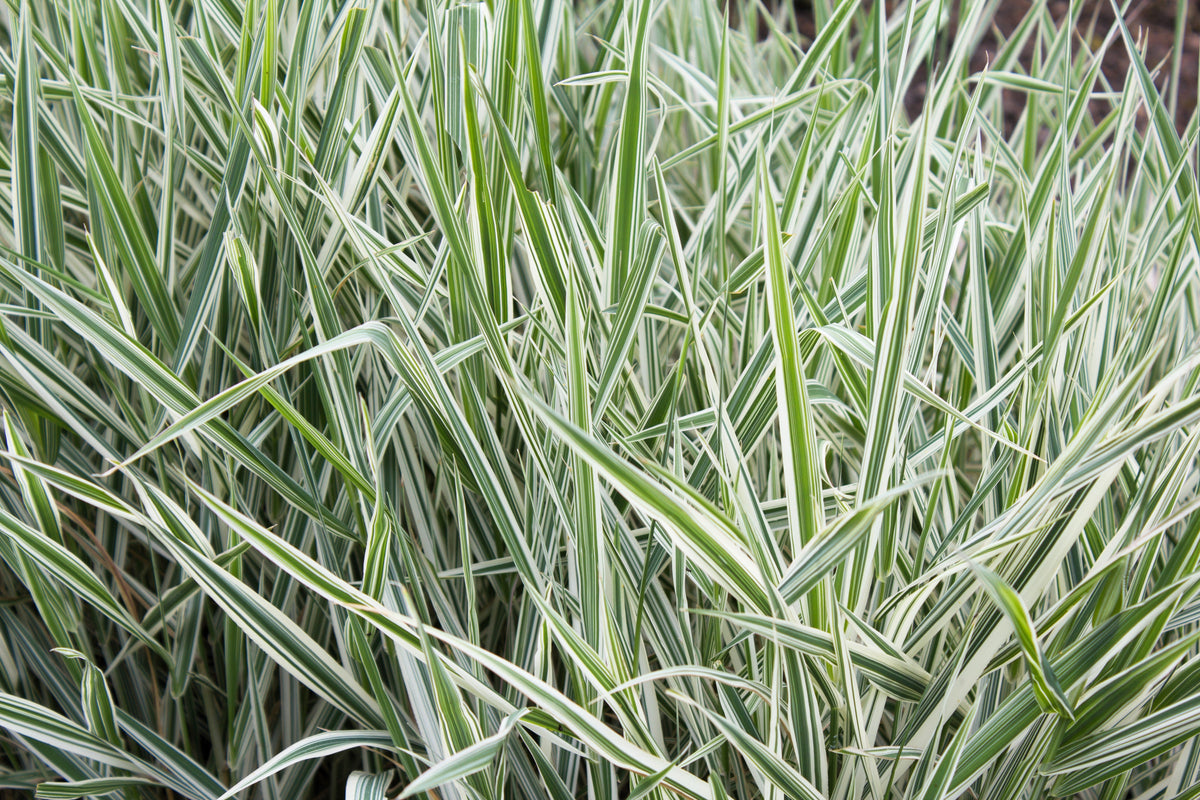 1000 Variegated RIBBON GRASS Reed Canary Phalaris Arundinacea Pink Flower Seeds