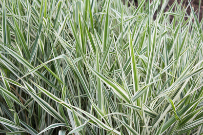 1000 Variegated RIBBON GRASS Reed Canary Phalaris Arundinacea Pink Flower Seeds