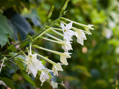 200 JASMINE AZTEC NICOTIANA (Ornamental Flowering Tobacco) Nicotiana Alata Flower Seeds