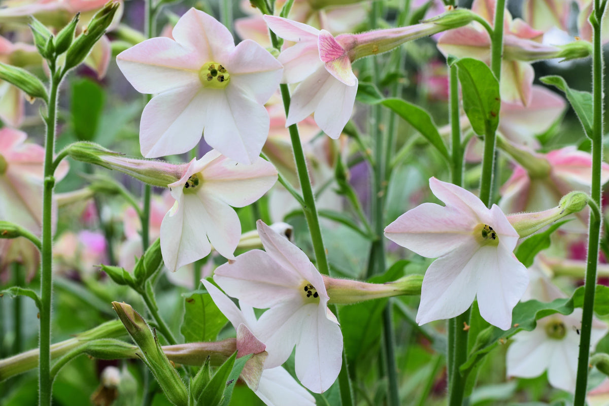 200 JASMINE AZTEC NICOTIANA (Ornamental Flowering Tobacco) Nicotiana Alata Flower Seeds
