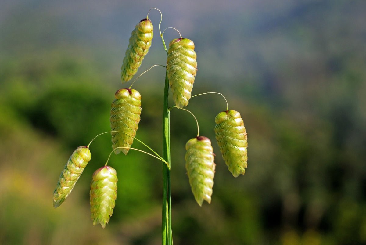 100 QUAKING GRASS (Rattlesnake Grass) Briza Maxima Seeds