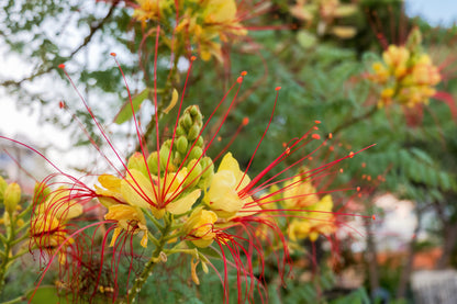 5 DESERT BIRD OF PARADISE Shrub Caesalpinia Gilliesii Poinciana Red & Yellow Flower Seeds