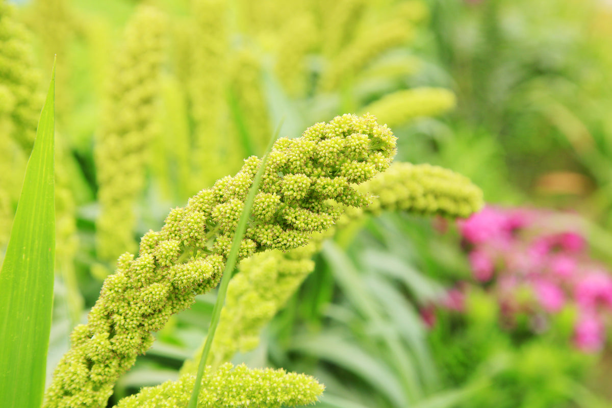 50 LIMELIGHT SPRAY MILLET Light Lime Green Flower Setaria Italica Grass Seeds
