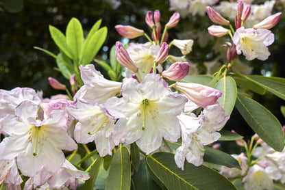 50 FORTUNE RHODODENDRON Fortunei Shrub Rose Pink Mauve White Flower Seeds