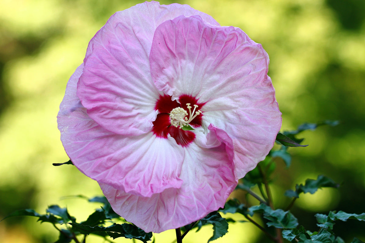 10 Luna PINK SWIRL Hardy HIBISCUS Moscheutos Flower Seeds