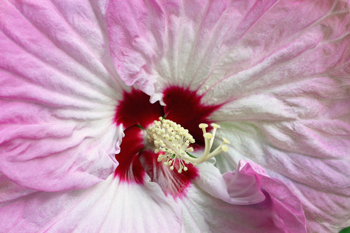 10 Luna PINK SWIRL Hardy HIBISCUS Moscheutos Flower Seeds