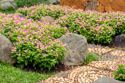 10 KAUAI MIX TORENIA Fournieri Sun or Shade Wishbone Flower Seeds - Mixed Colors 2 Tone Blue Red Pink