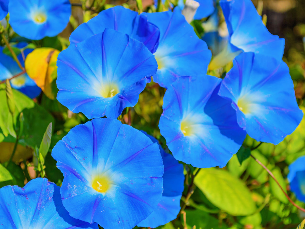 50 Mixed Colors MORNING GLORY Ipomoea Purpurea Vine Flower Seeds