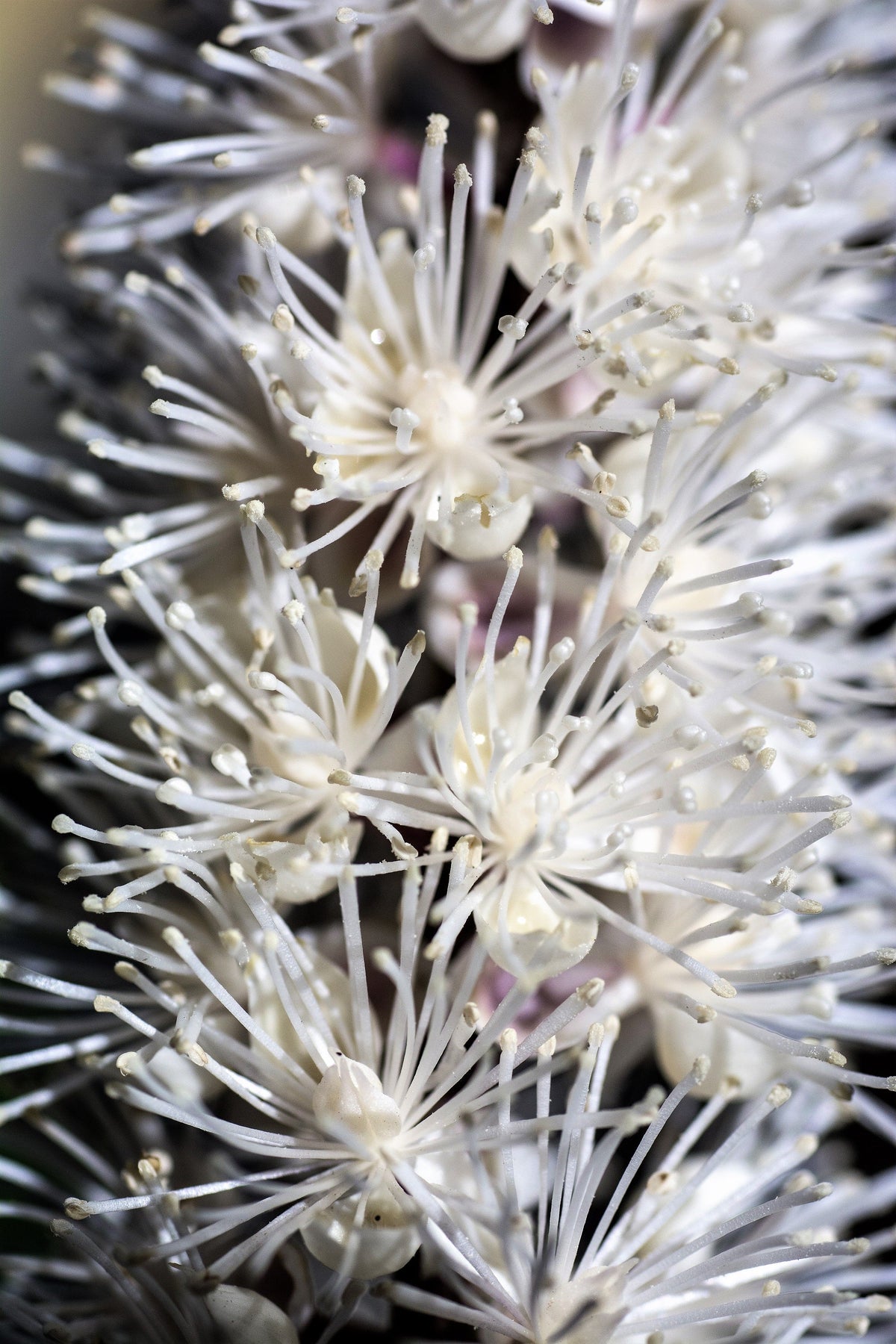 50 BLACK COHOSH Bugbane Actaea Racemosa Cimicifuga Bugbane Snakeroot Native White Shade Flower Herb Seeds