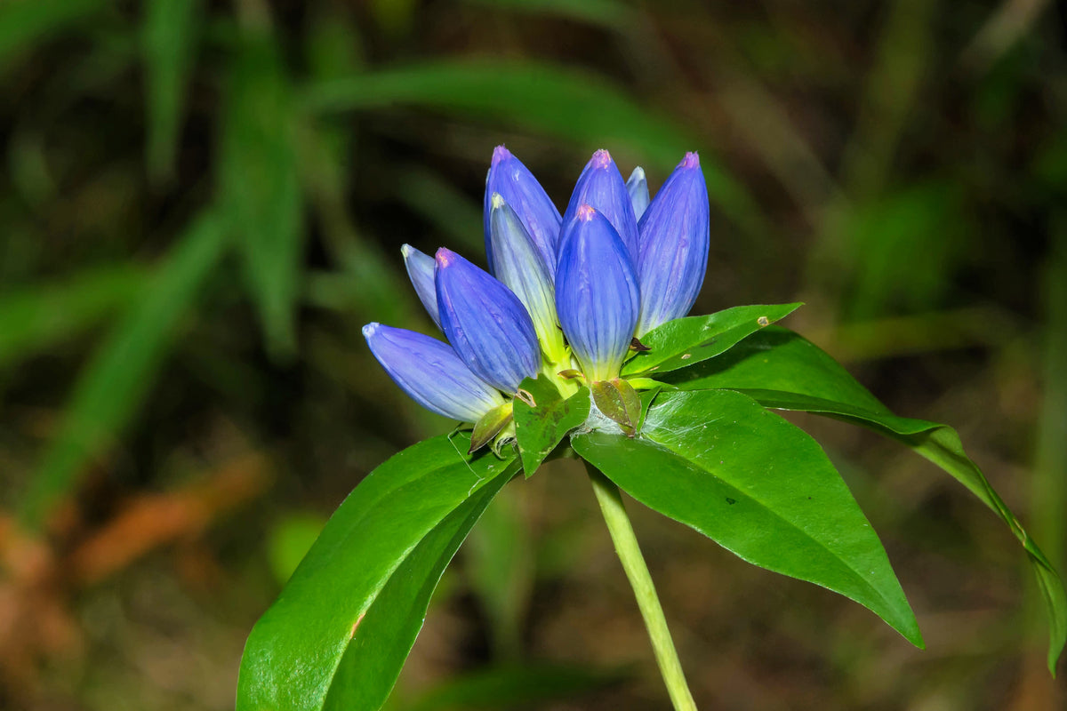 200 BOTTLE GENTIAN (Closed or Blind Gentian / Cloistered Heart) Gentiana Andrewsii Flower Seeds