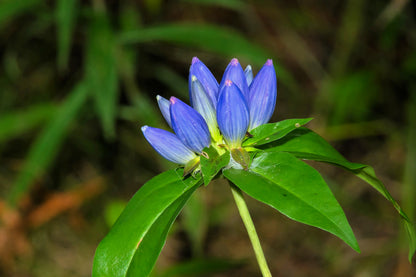 200 BOTTLE GENTIAN (Closed or Blind Gentian / Cloistered Heart) Gentiana Andrewsii Flower Seeds