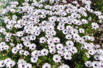 50 WHITE AFRICAN Cape DAISY Dimorphotheca Sinuata Flower Seeds