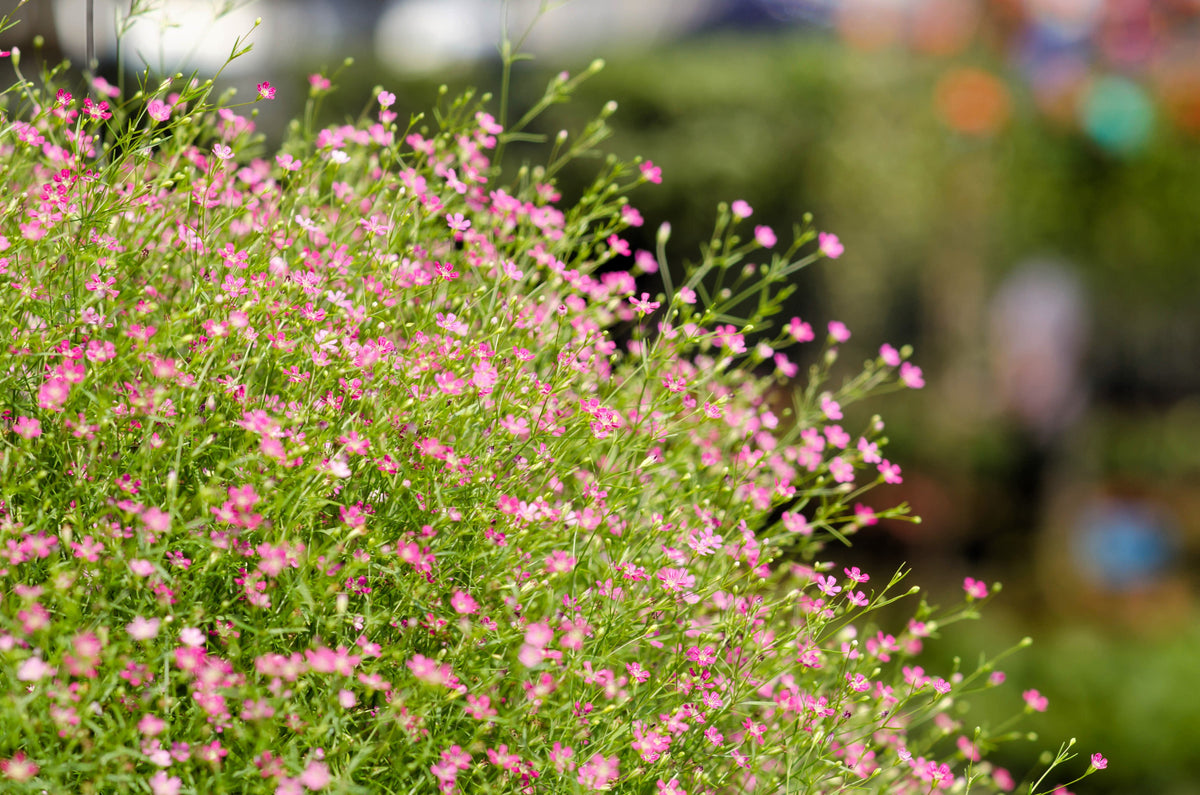 350 RED BABYS BREATH Gypsophila Elegans Baby's Breath Flower Seeds
