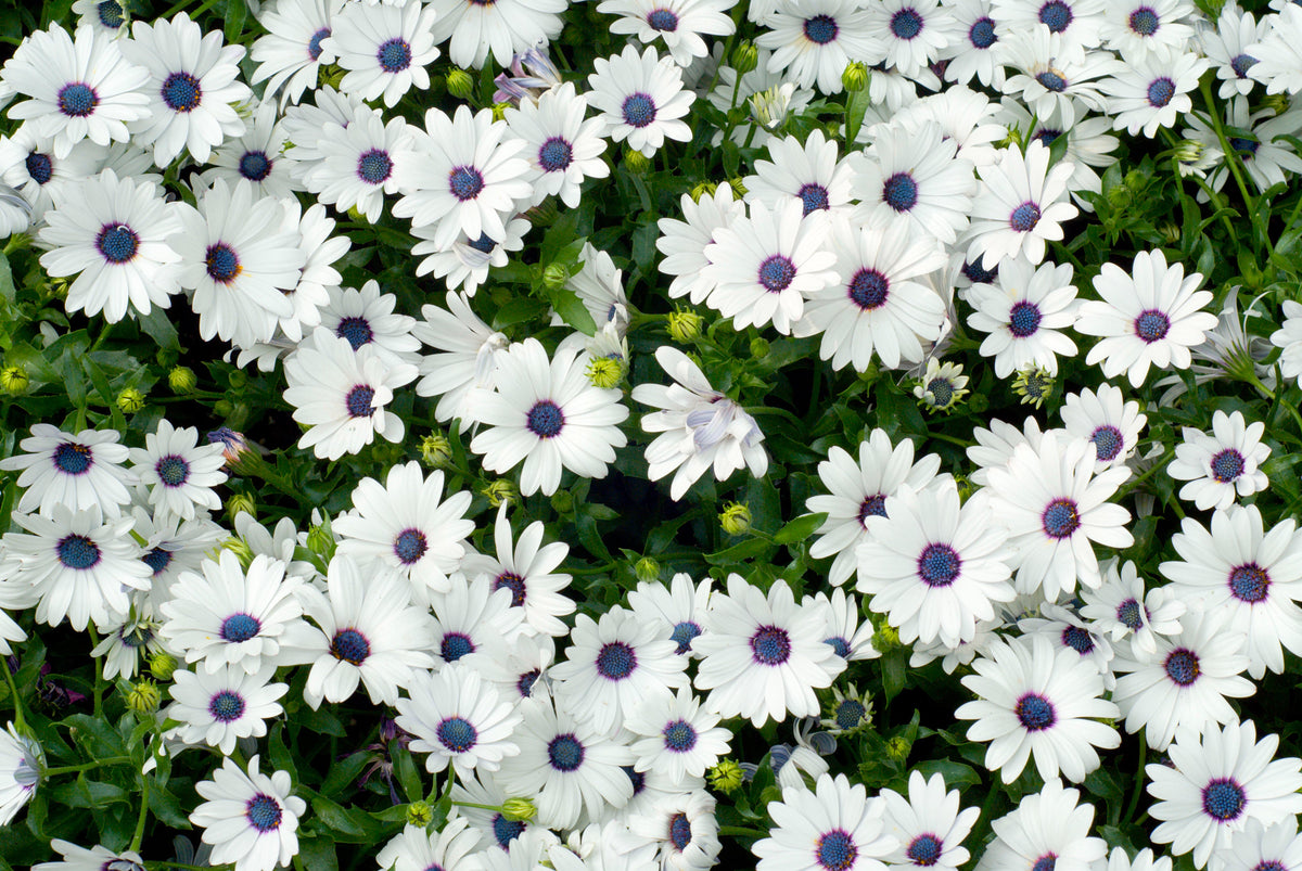 50 WHITE AFRICAN Cape DAISY Dimorphotheca Sinuata Flower Seeds