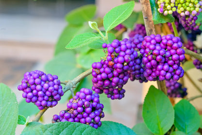 40 American PURPLE BEAUTYBERRY Shrub Flower Callicarpa Americana Seeds