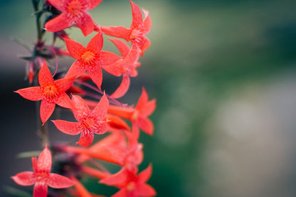 200 STANDING CYPRESS (Scarlet Gilia) Ipomopsis Rubra Flower Seeds