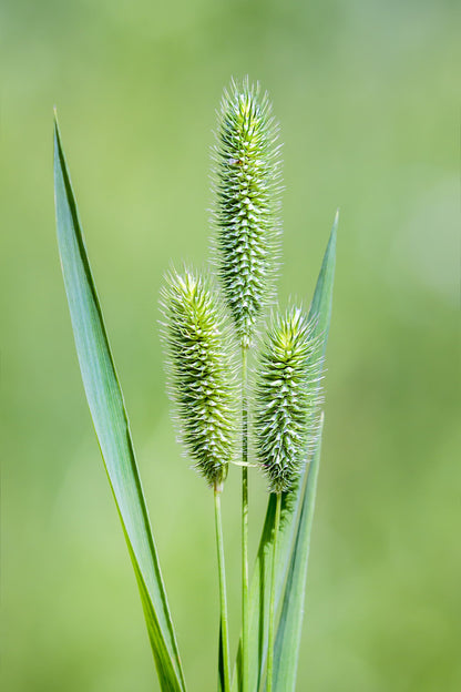 500 DERBY TIMOTHY GRASS Ornamental Phleum Pratense Seeds