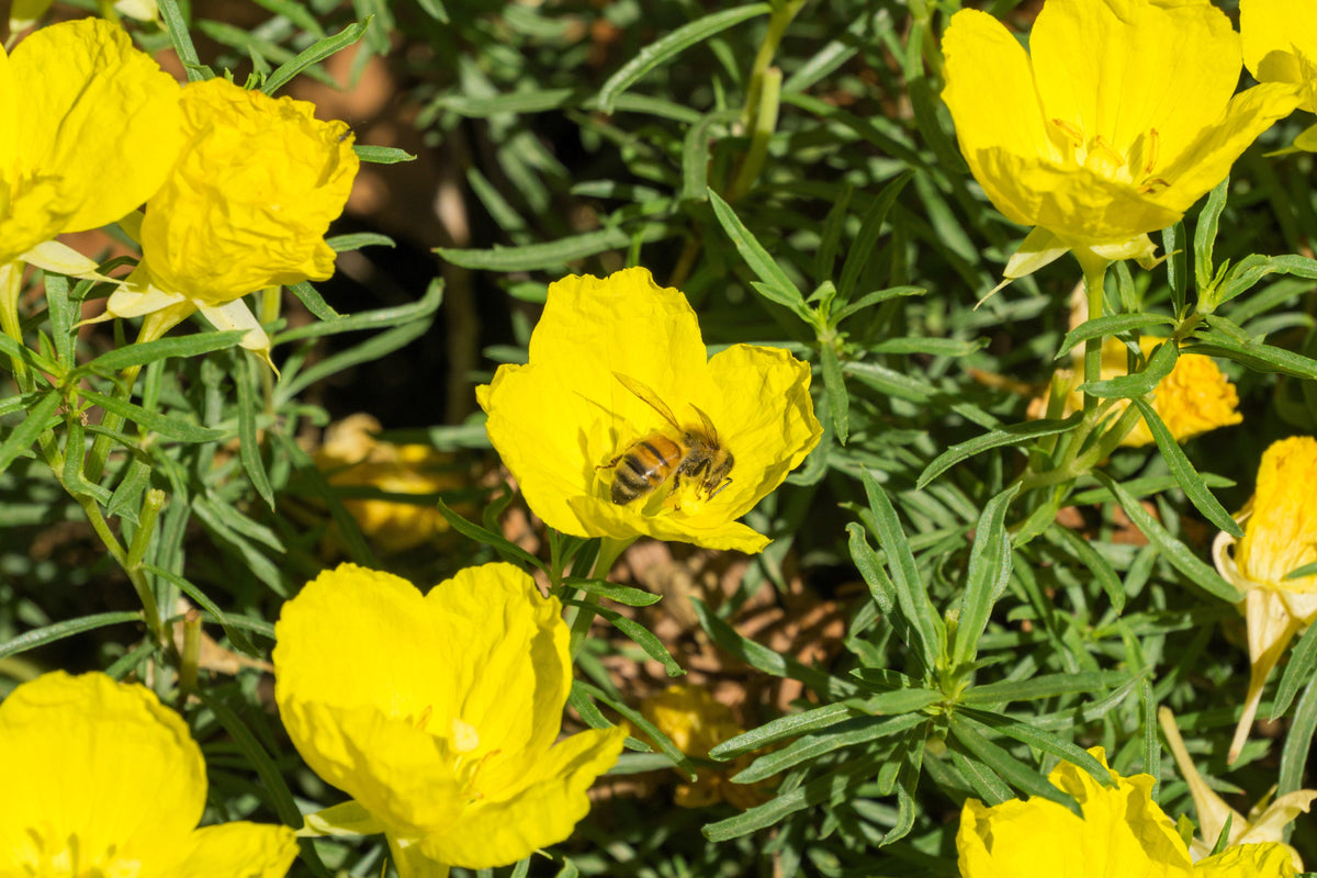 1000 DWARF Yellow CALIFORNIA Tufted POPPY Eschscholzia Caespitosa Flower Seeds
