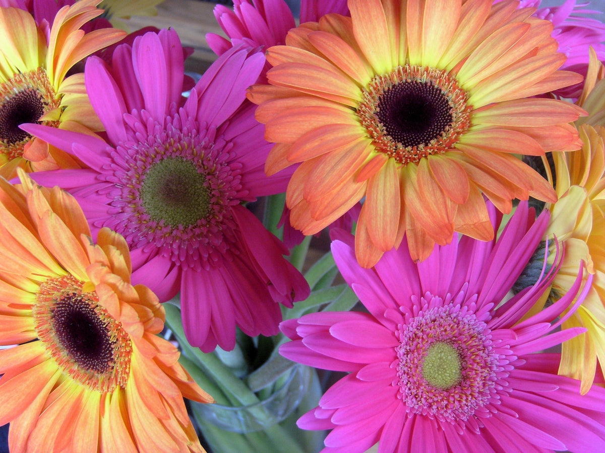 25 SALMON AFRICAN DAISY Dimorphotheca Sinuata Apricot Flower Seeds