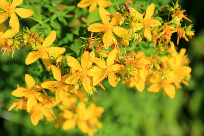 1500 Great SAINT JOHNS WORT St John's Hypericum Pyramidatum Yellow Flower Herb Seeds
