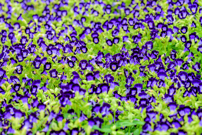 10 KAUAI MIX TORENIA Fournieri Sun or Shade Wishbone Flower Seeds - Mixed Colors 2 Tone Blue Red Pink