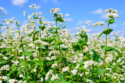 200 Organic BUCKWHEAT Fagopyrum Esculentum Grain Cover Crop Ground Cover Flower Vegetable Seeds