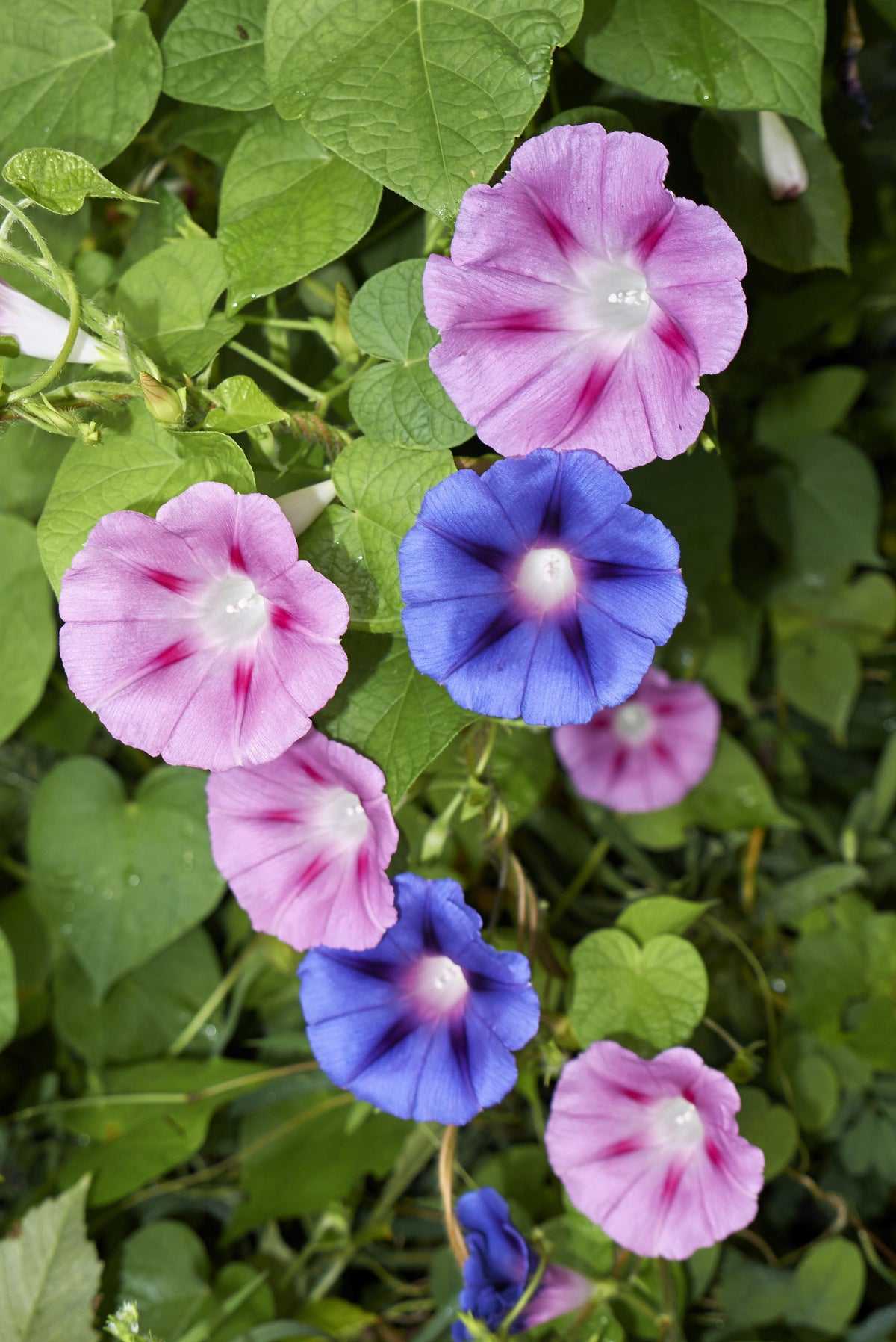 50 Mixed Colors MORNING GLORY Ipomoea Purpurea Vine Flower Seeds