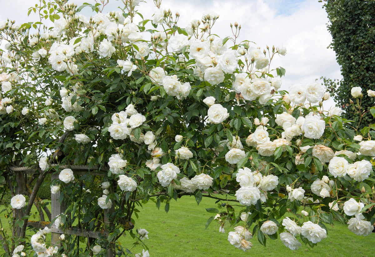 5 WHITE CLIMBING ROSE Rosa Bush Vine Climber Fragrant Butterfly Flower Seeds