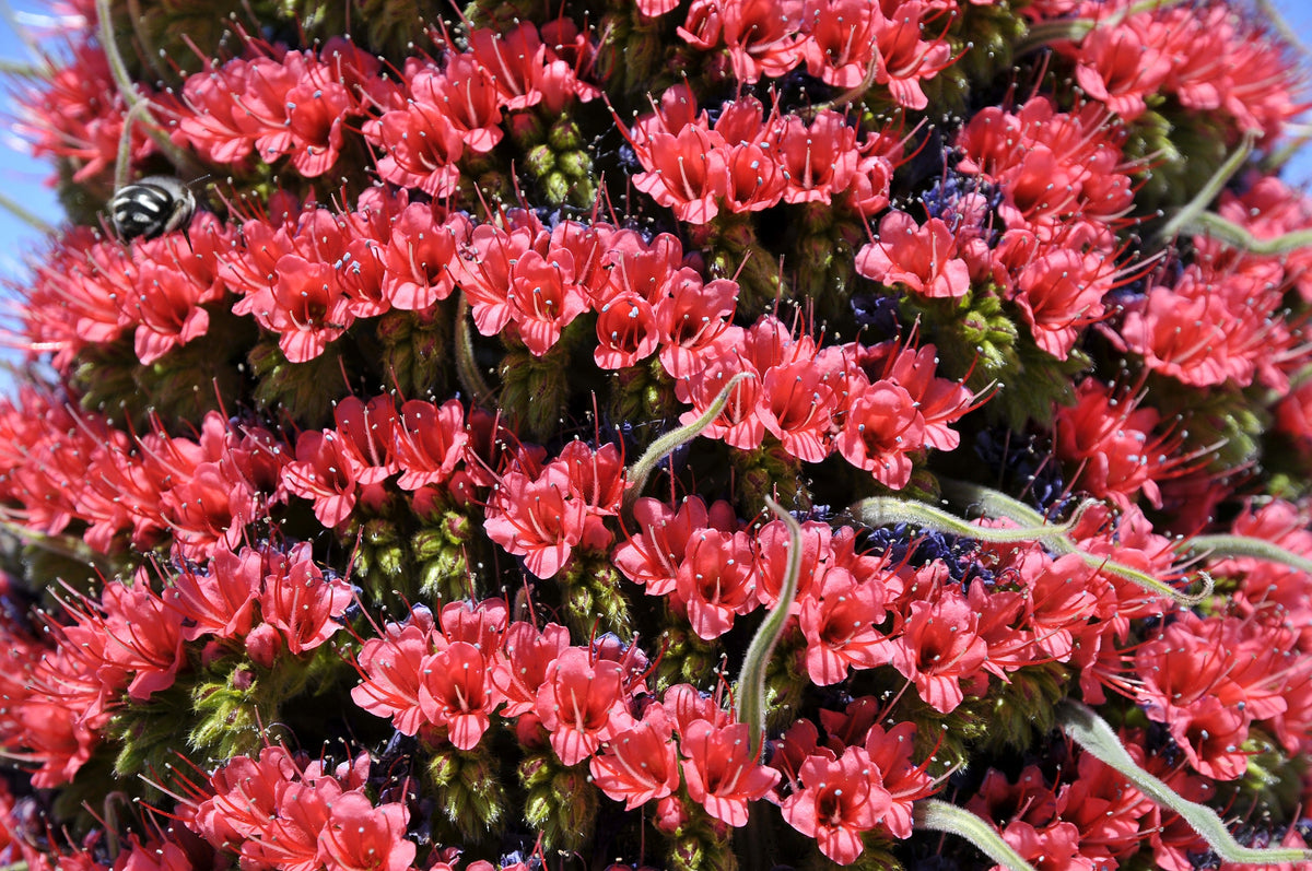 25 TOWER OF JEWELS Red Bugloss Echium Wildpretii Ruby Hummingbird Flower Seeds