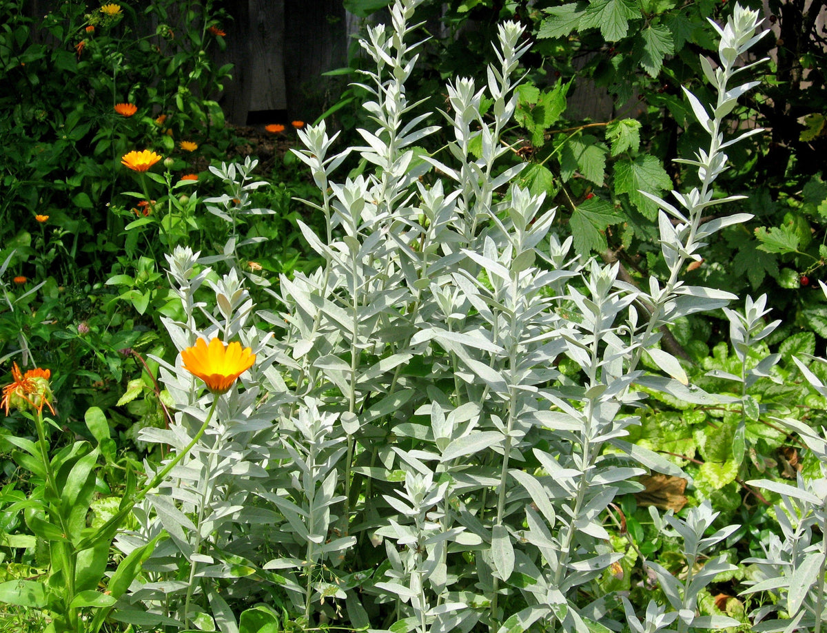 200 PRAIRIE SAGE (Wormwood / Fringed Sagebrush / Sagewort) Artemisia Ludoviciana Flower Seeds