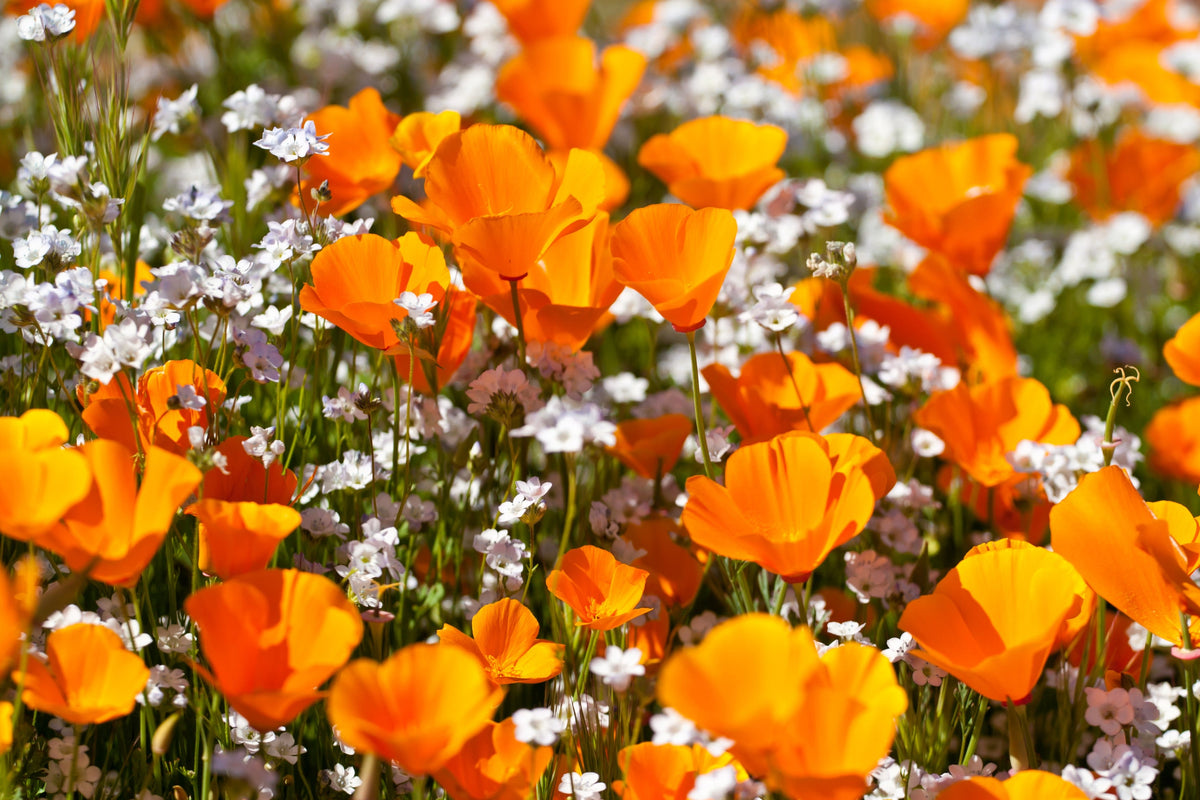 1000 MIXED Colors CALIFORNIA POPPY (Ballerina / Mission Bells) Eschscholzia Californica Flower Seeds