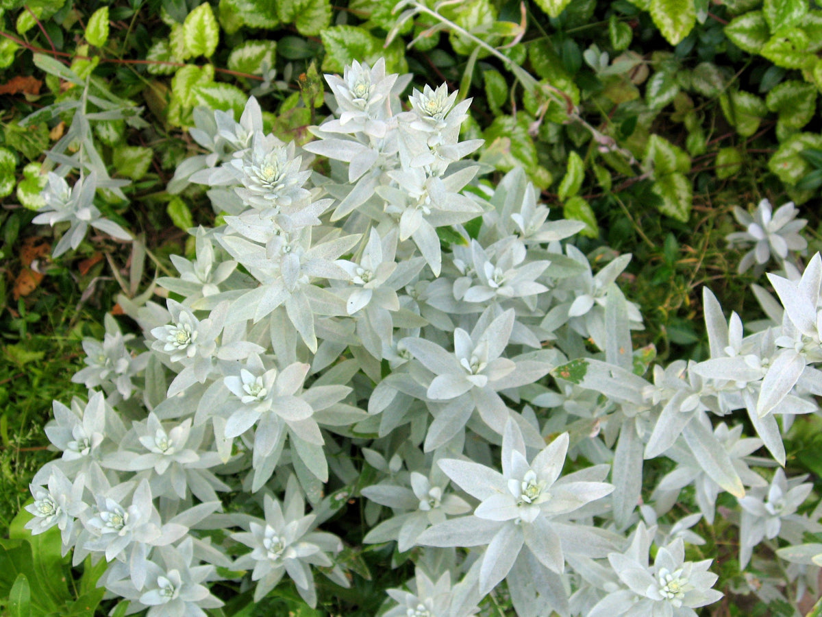 200 PRAIRIE SAGE (Wormwood / Fringed Sagebrush / Sagewort) Artemisia Ludoviciana Flower Seeds