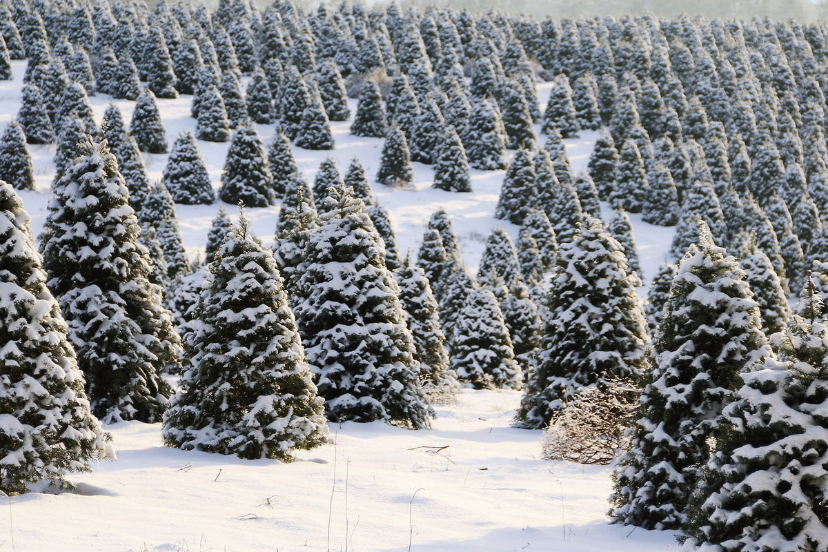 Grow Your Own CHRISTMAS TREE COLLECTION - 4 Gift Packets of Tree Seeds - Fraser Fir, Balsam Fir, Douglas Fir, & Blue Spruce + Free Gift Bag