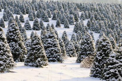 Grow Your Own CHRISTMAS TREE COLLECTION - 4 Gift Packets of Tree Seeds - Fraser Fir, Balsam Fir, Douglas Fir, & Blue Spruce + Free Gift Bag