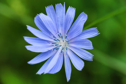1000 CHICORY (Blue Daisy / Blue Sailors / Coffeeweed / Succory) Cichorium Intybus Flower Herb Seeds