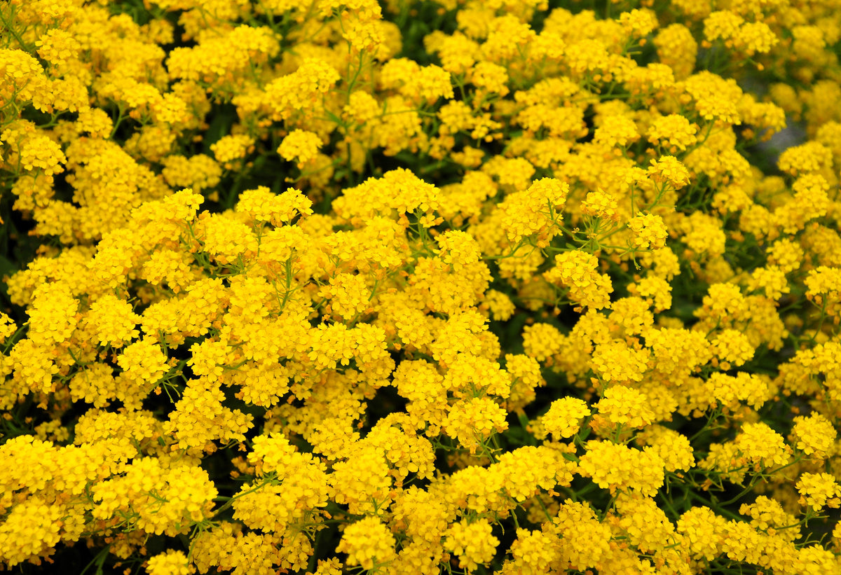 1000 GOLDEN TUFT ALYSSUM Basket of Gold Aurinia Saxatilis Yellow Flower Seeds