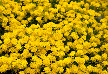 1000 GOLDEN TUFT ALYSSUM Basket of Gold Aurinia Saxatilis Yellow Flower Seeds