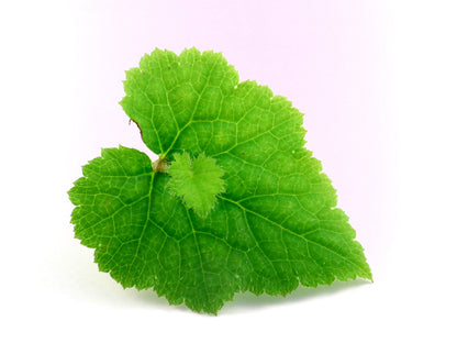 100 PIGGYBACK Plant YOUTH On AGE Tolmiea Thousand Mothers Menziesii Flower Seeds